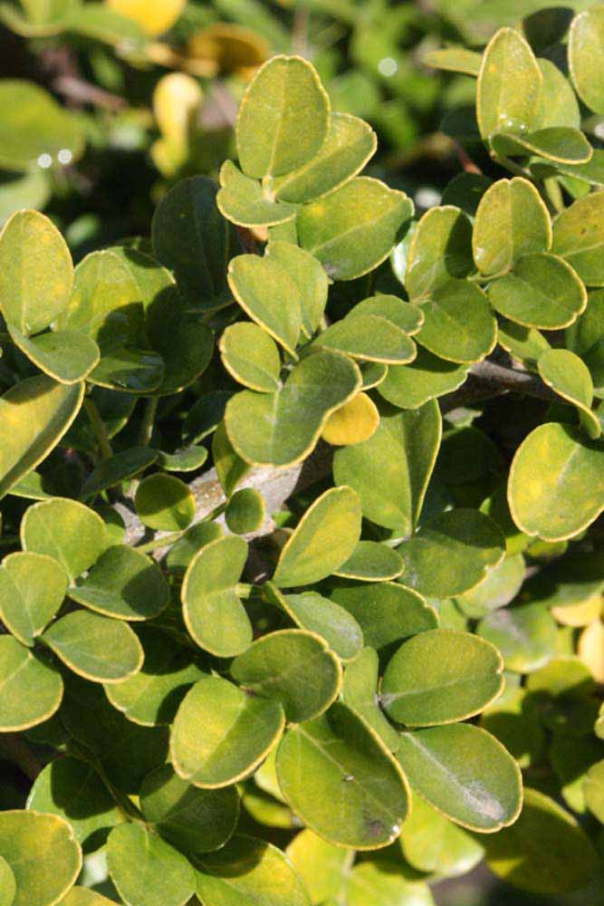            Sun leaves (Riverside, CA)   